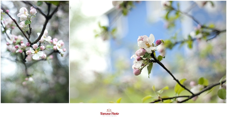 Apple-blossoms-Mesick-MI-karunaphoto-photo_0053