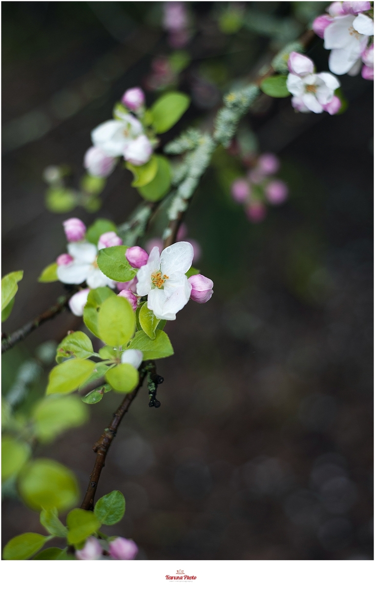 Apple-blossoms-Mesick-MI-karunaphoto-photo_0054