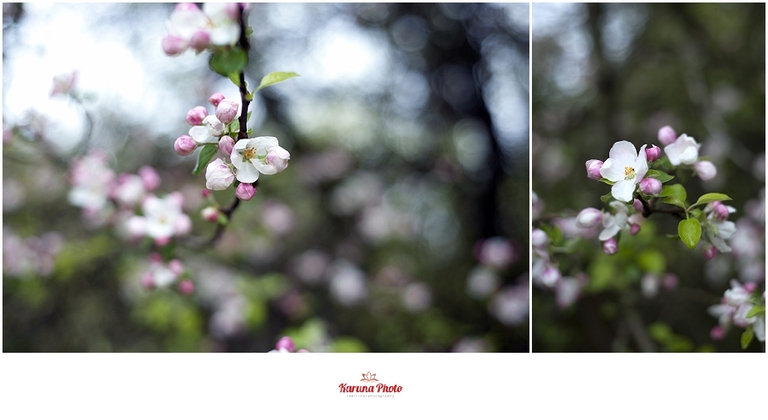Apple-blossoms-Mesick-MI-karunaphoto-photo_0055
