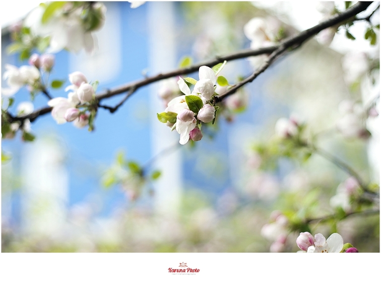 Apple-blossoms-Mesick-MI-karunaphoto-photo_0056