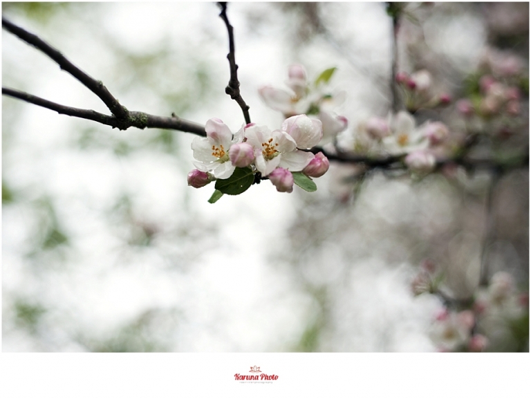 Apple-blossoms-Mesick-MI-karunaphoto-photo_0059