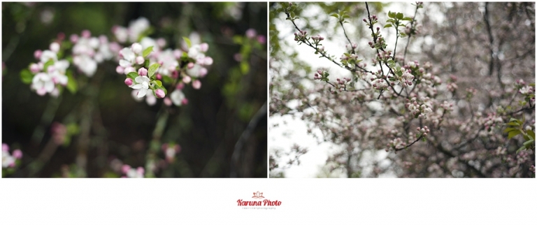 Apple-blossoms-Mesick-MI-karunaphoto-photo_0060