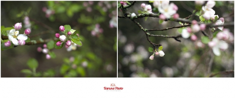 Apple-blossoms-Mesick-MI-karunaphoto-photo_0061