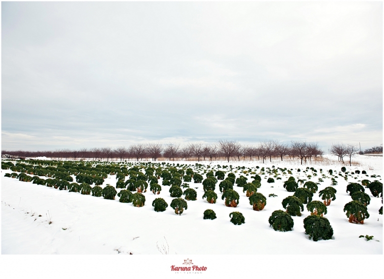 kale-snow-evergreen-market-c-KarunaPhoto-photo344
