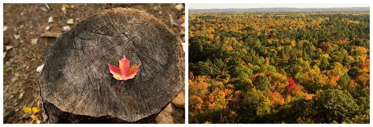 autumn leaf on a stump and a long view of autumn colors on a tree canopy