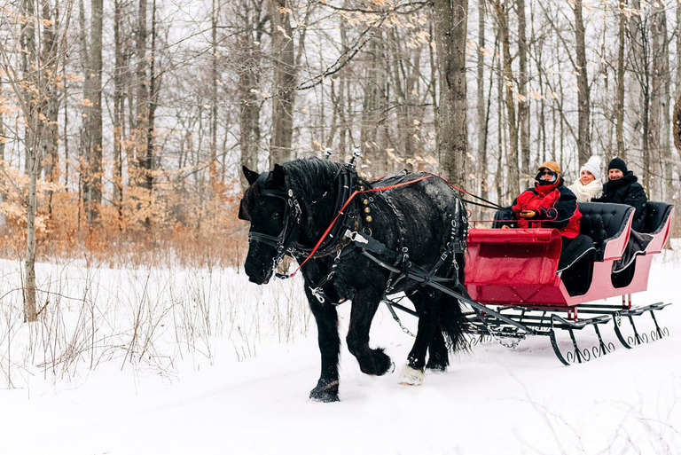 black horse pulls a red sleigh at fantail farm