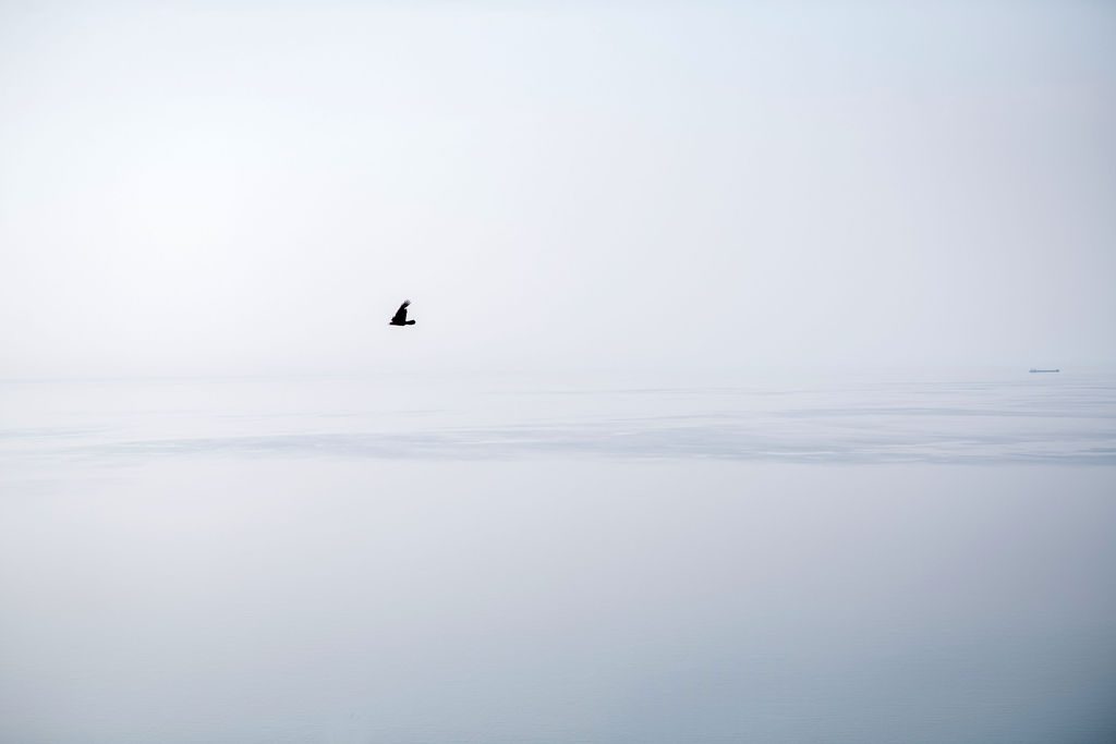 a bird fly's over lake Michigan with a freighter on the horizon in Empire.